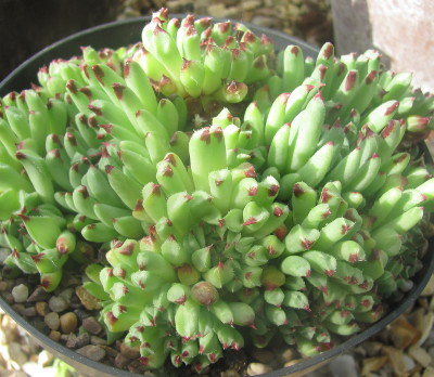 Sempervivum greigii